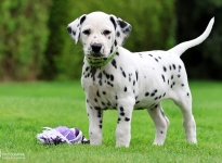 Photo Impressions of 7th week of life Christi ORMOND KK - Litter (LUA)
