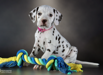 Photo Impressions of 6th week Christi ORMOND LL - Litter