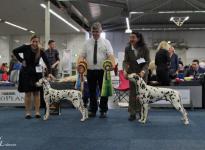 Internationale Rassehunde Ausstellung in Dortmund