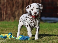 Fotoimpressionen der 8. Lebenswoche Christi ORMOND LL - Wurf