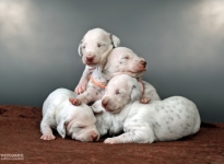 Photo Impressions of 2nd week Christi ORMOND X - Litter