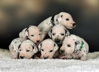 Photo Impressions of 3rd week of life Christi ORMOND KK - Litter (LUA)