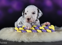 Fotoimpressionen der 4. Lebenswoche Christi ORMOND LL - Wurf