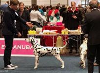 National Dog Show in Karlsruhe - Germany
