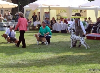 Internationale Rassehunde Ausstellung in Rostock