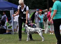 Gemeinschafts-Rassehunde-Ausstellung in Strausberg