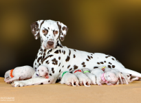 Fotoimpressionen der 2. Lebenswoche Christi ORMOND LL - Wurf