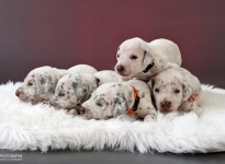 Photo Impressions of 3rd week Christi ORMOND W - Litter