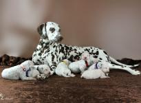 Photo Impressions of 2nd week Christi ORMOND S - Litter