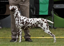 Regional Group Dog Show Festival in Hamburg - Germany