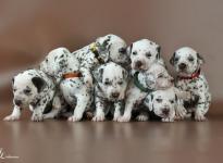 Photo Impressions of 3rd week Christi ORMOND S - Litter