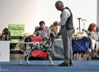 All Breeds Dog Show in Strausberg - Germany