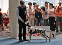 VDH Annual Trophy Show in Hannover