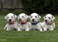 Photo Impressions of 3rd week Christi ORMOND HH - Litter