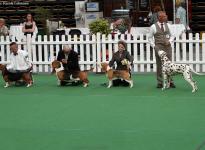 International Dog Show in Salzburg - Austria