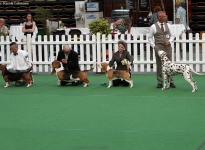 Regional Group Dog Show in Hilden - Germany