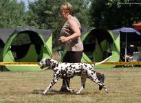 Dalmatian Dog Show in Vissenbjerg - Denmark