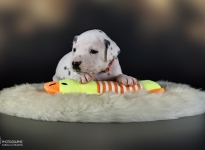 Photo Impressions of 4th week of life Christi ORMOND KK - Litter (LUA)