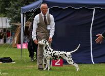 Rassehunde Meeting in Meisdorf