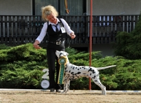 Regional Group Dog Show in Riede - Germany
