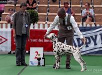 Internationale Rassehunde Ausstellung in Neumünster