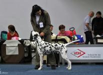 International Dog Show in Tulln - Austria