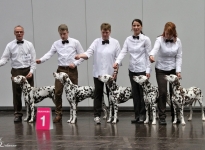 International Dog Show in Salzburg - Austria