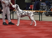 Martini Dog Show in Groningen - Niederlande