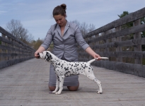 Rassehunde Ausstellung in Ottawa - Kanada