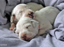 Our Christi ORMOND BB - Litter is born