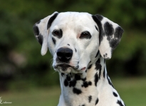 Deckung Christi ORMOND Raise me Up