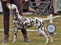 VDH Europasieger Dog Show in Dortmund - Germany