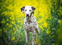 Internationale Rassehunde Ausstellung in Chemnitz