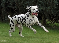 Mating Christi ORMOND Yankee Doodle