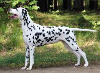 International Dog Show in Nürnberg - Germany