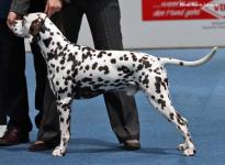 Dalmatian Dog Show in Vissenbjerg - Denmark