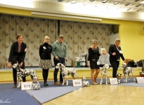 1. New Year Dog Show in Baunatal - Germany