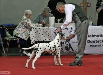 Spezial-Rassehunde-Ausstellung in Magdeburg