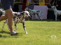 Internationale Rassehunde Ausstellung in Pápa - Ungarn