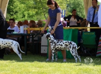 National Dog Show Esterházy Memorial, Pápa - Hungary