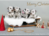 Merry Christmas & a Happy and Healthy New Year!