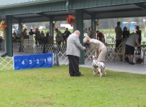 AKC Dog Show in Ocala - Amerika
