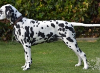 Alessia von der Oebisfelder Burg (Photo: Kennel von der Oebisfelder Burg)