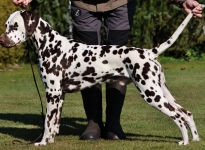 Christi ORMOND Gentle Gladiator age 12 month