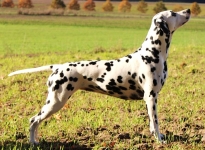 Bailey von der Oebisfelder Burg