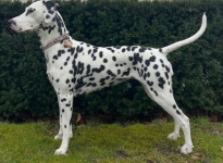 Dalmacademy’s Perfect Picture