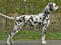 Stud dog Christi ORMOND European Illusion