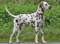 Stud dog Christi ORMOND Grateful Glory