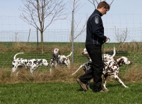 Führung und Korrektur des Hundes beim Vorbeigehen an Gartenzäunen