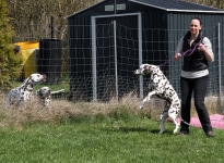 Control and correction of the dog in passing on fences